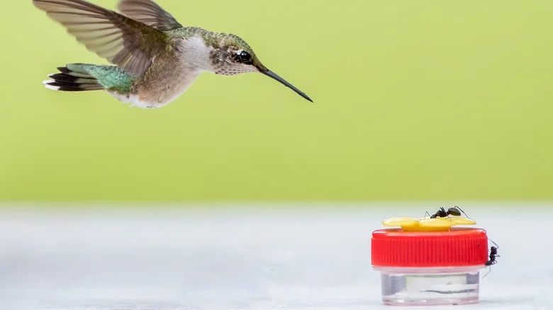 Can This Powerful Product Really Keep Ants Out Of Your Hummingbird Feeder?