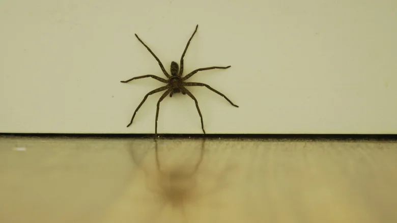 Can This Stunning Flower Really Deter Spiders From Your Living Space?