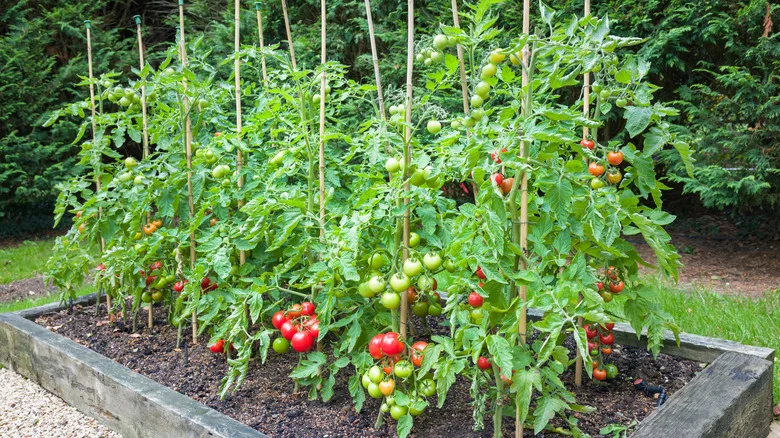 Can TUMS Really Help My Tomato Plants Flourish?