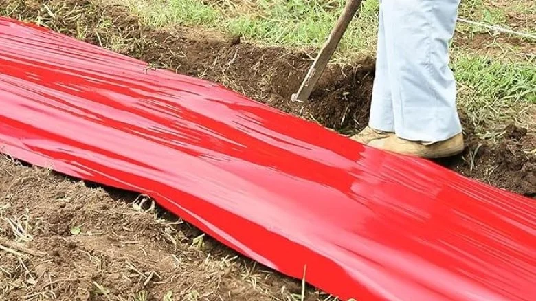 Can Using Red Mulch Really Increase Your Tomato Harvest?