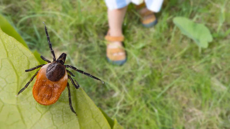 Can Wood Ash Really Keep Ticks From Invading Your Garden?