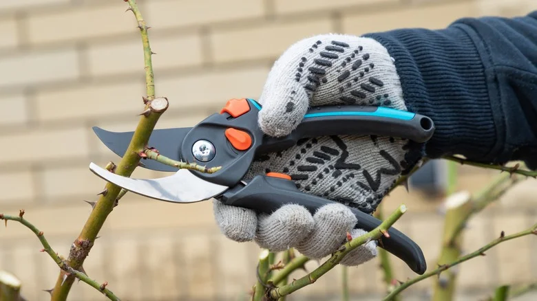 Can You Add An Edge To Your Pruning Shears With A Kitchen Knife Sharpener?