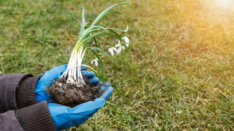 Can You Dig Up Spring Bulbs If They’re Still Blooming? Our Professional Gardener Weighs In