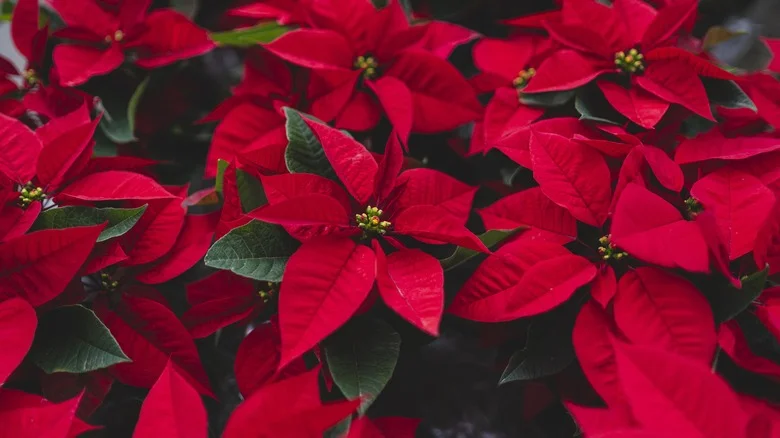 Can You Feed Your Poinsettia This Pantry Item To Keep It Thriving All Year?