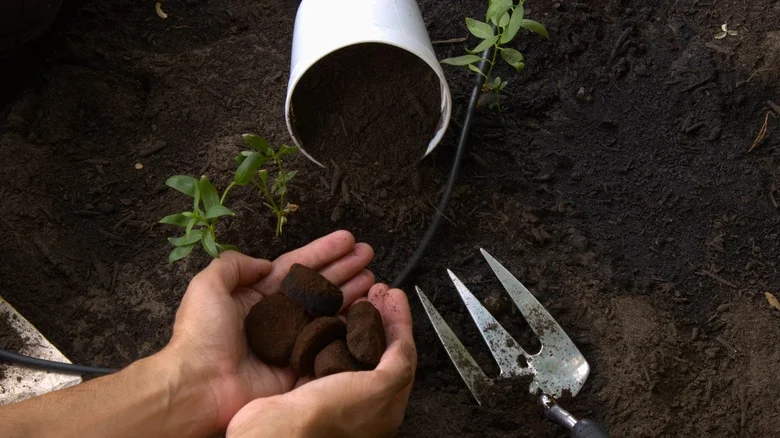 Can You Fertilize Fruit Trees Using Coffee Grounds? Our Professional Gardener Weighs In