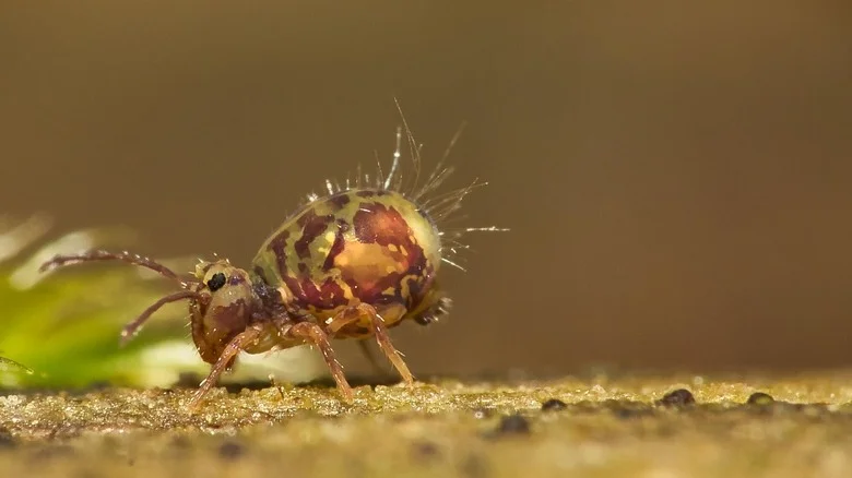 Can You Get Rid Of A Springtail Invasion Using Hydrogen Peroxide?