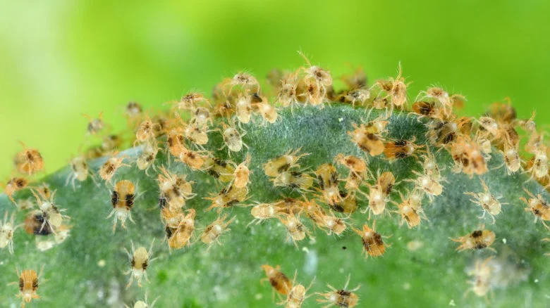 Can You Get Rid Of Spider Mites On Houseplants With Just Water? Our Entomology Expert Weighs In