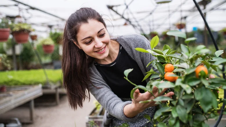 Can You Grow A Fruiting Tree From A Whole Orange? House Digest’s Gardening Experts Weigh In.