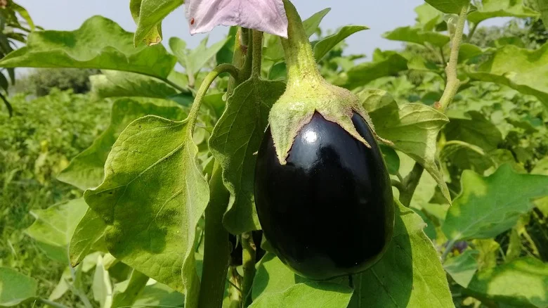 Can You Grow Eggplants In Container Gardens? Here’s What You Need To Know