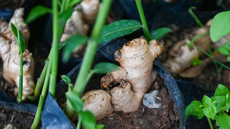 Can You Grow Ginger From A Piece Of Ginger? Here’s What You Should Know