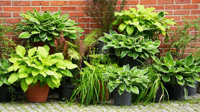 Can You Grow Hosta Plants In Containers? Here’s What To Know