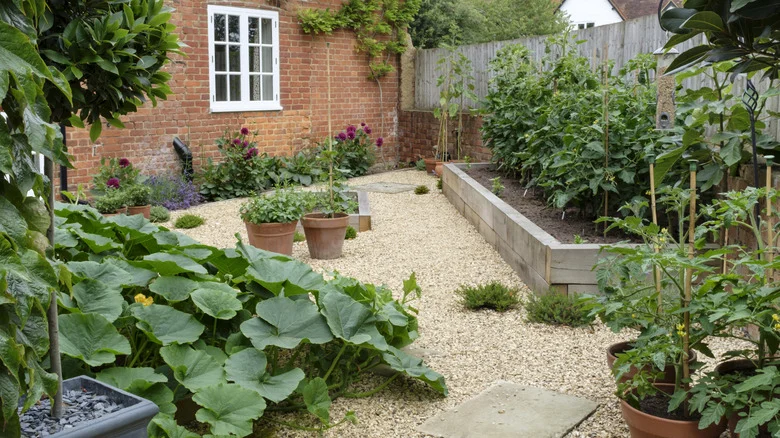 Can You Grow Tomatoes In Gravel? Here’s What You Should Know