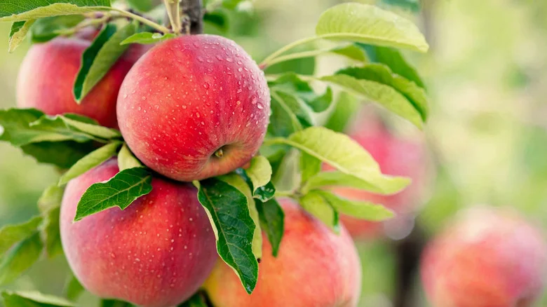 Can You Grow Your Favorite Apple Variety At Home? It Depends