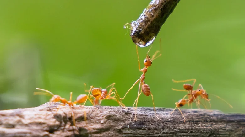 Can You Keep Your Yard Ant-Free By Growing This Popular Vegetable?
