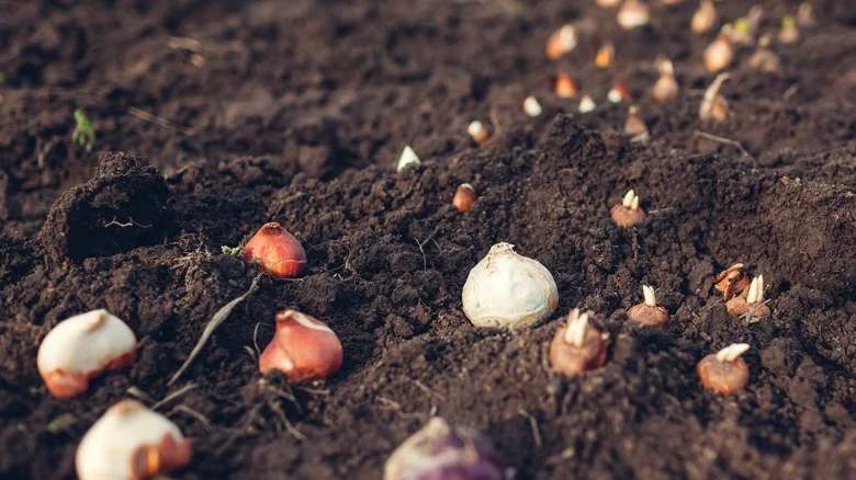 Can You Mix Bulbs When Planting?