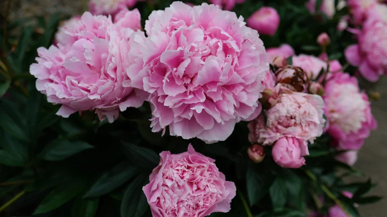 Can You Plant Peonies In The Spring? Our Professional Gardener Weighs In