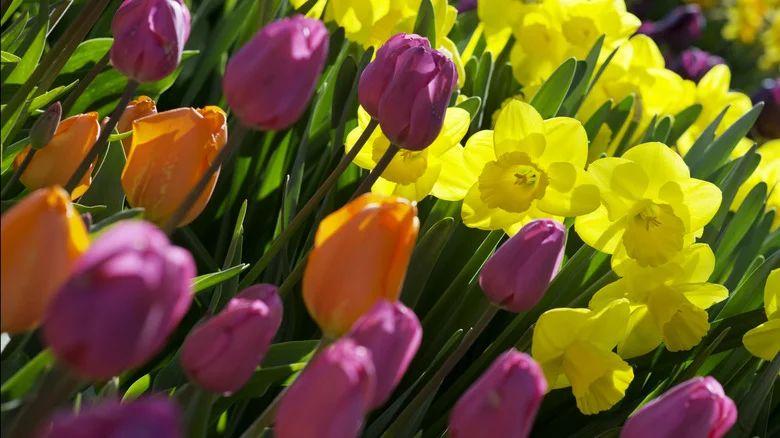 Can You Plant Summer And Spring Bulbs Together?