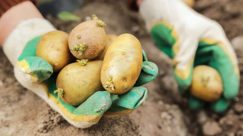 Can You Plant Supermarket Potatoes In The Spring? Our Professional Gardener Weighs In