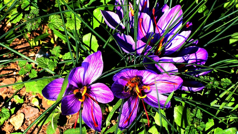 Can You Really Grow Saffron Flowers In Your Own Backyard?