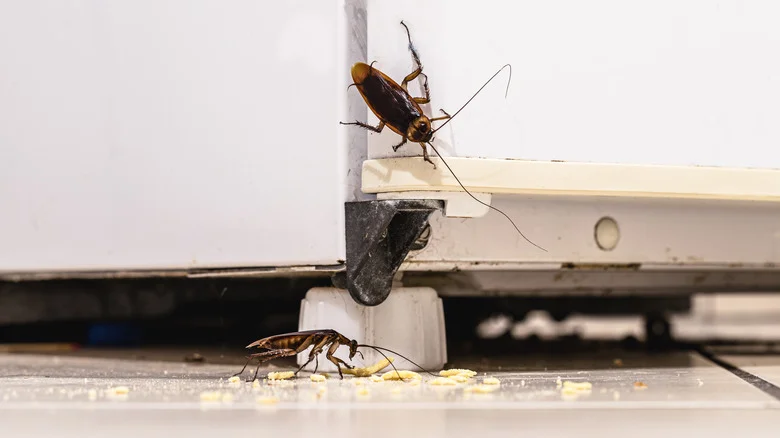 Can You Really Use Coffee Grounds To Get Rid Of Cockroaches?