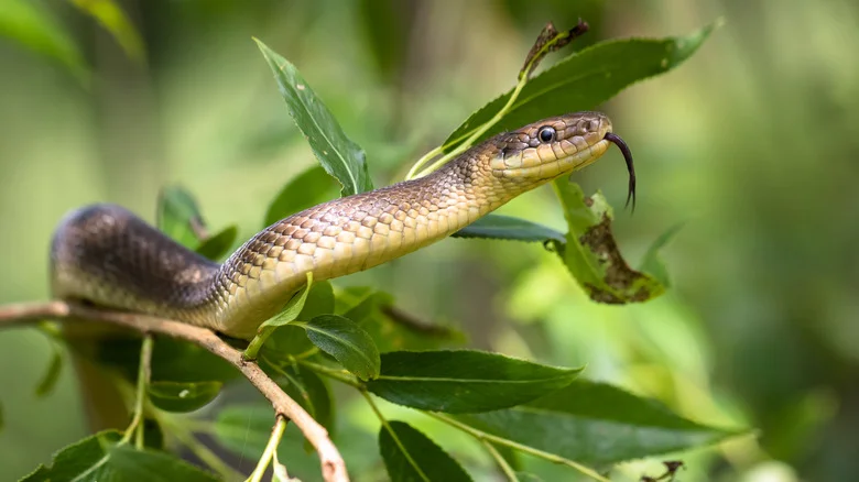 Can You Really Use Pine-Sol To Ward Off Snakes?