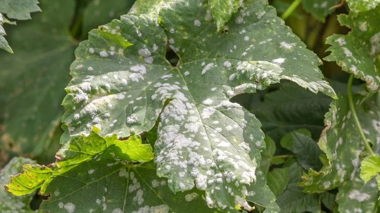 Can You Really Use Yogurt To Get A Handle On Mildew In The Garden?