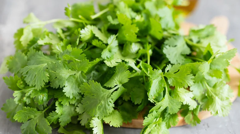 Can You Regrow Store-Bought Cilantro To Bring More Magic To Your Herb Garden?