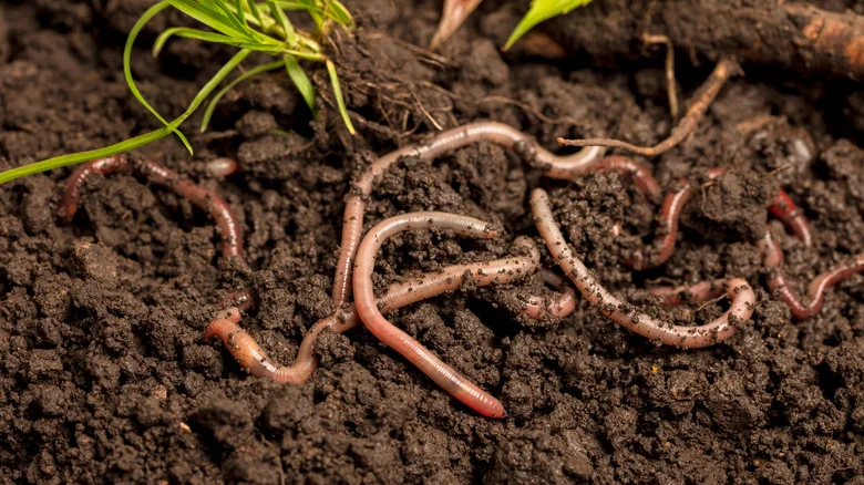 Can You Support The Beneficial Earthworms In Your Garden With Teabags? Here’s What To Know