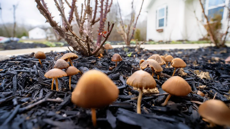 Can You Tell Edible Yard Mushrooms Apart From Poisonous Ones? Our Expert Weighs In