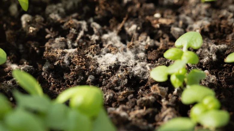 Can You Use Baking Soda To Prevent Mold From Growing On Your Seedlings?