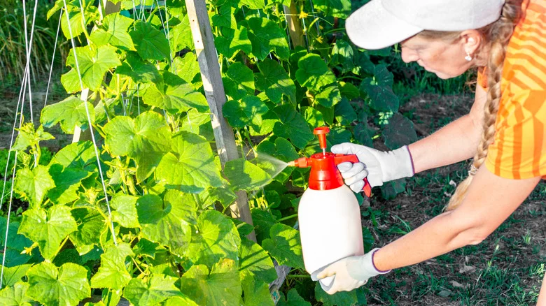 Can You Use Natural Pesticide On Plants Right Before Harvest?