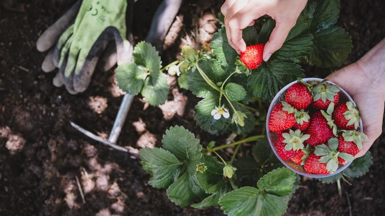Can You Use Tomato Fertilizer On Your Strawberries?