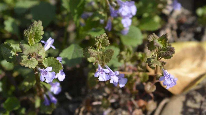 Can You Use Vinegar To Get Rid Of Invasive Creeping Charlie?
