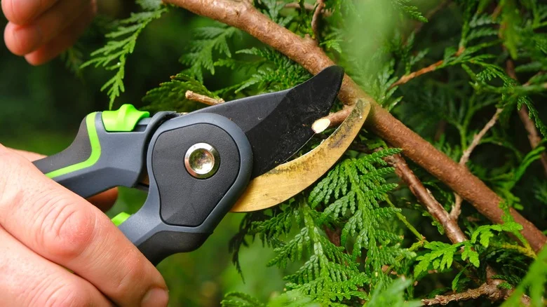 ‘Chop N Drop’ Pruning Is The Easiest And Best Way To Take Care Of Your Plants