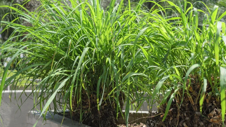 Citronella Companion Plants For A Pest-Free Yard And Garden