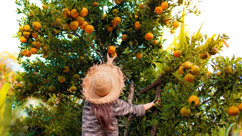 Citrusy Fruits Are The Key To Attracting Butterflies To Your Garden