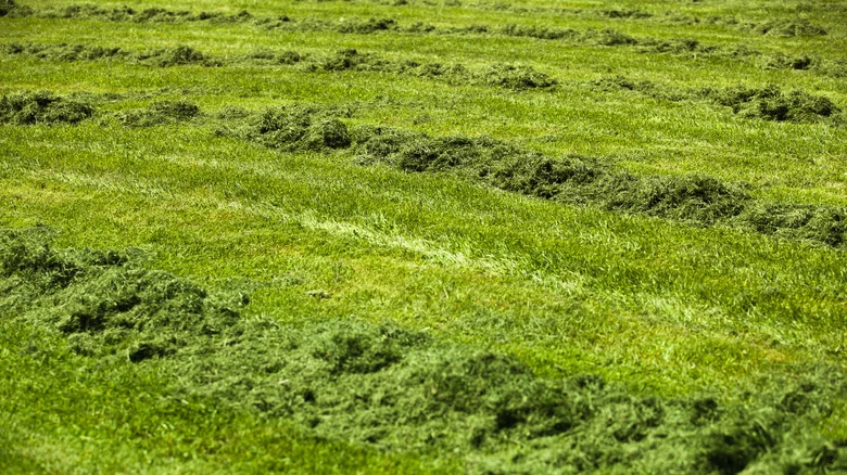 Clean Up Your Yard In Seconds With This Easy Trick To Bag Grass Clippings