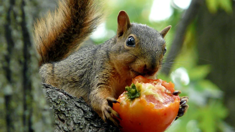 Clear-Cut Signs That Squirrels Are To Blame For Your Tomato Problems