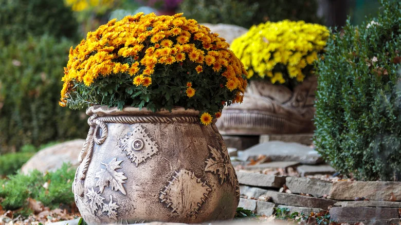 Clever Hacks For Deadheading Mums You Need This Fall