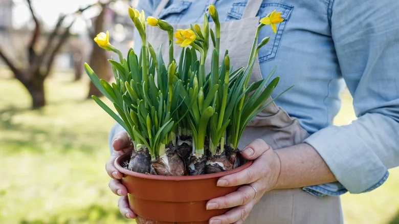 Clever Tips And Tricks For Growing Daffodils