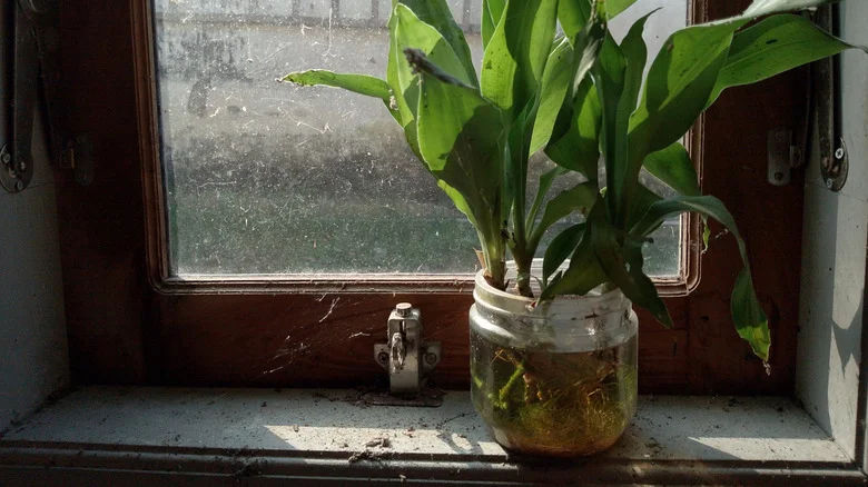 Cloudy Water In Your Plant Propagation Jar? Here’s What It Means And How To Fix It