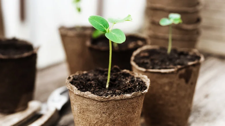 Coffee Filters Make Seed Starting Incredibly Easy. Here’s How