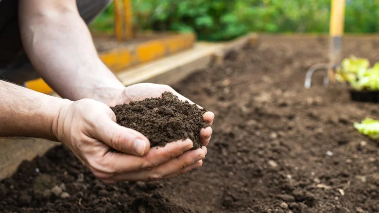 Coffee Grounds May Be The Solution To Amending The Clay Soil In Your Yard