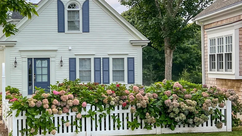 Coffee Grounds Vs. Bananas- Which Is Better For Fertilizing Hydrangea Plants