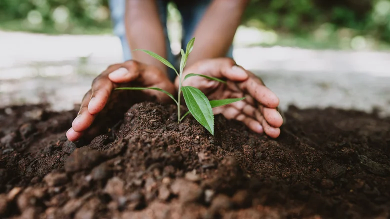 Combine These Two Handy Kitchen Ingredients To Keep Your Garden Soil Fertile