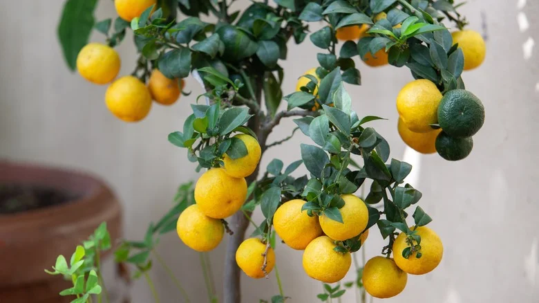 Common Diseases You Should Know About Before Growing Lemon Trees