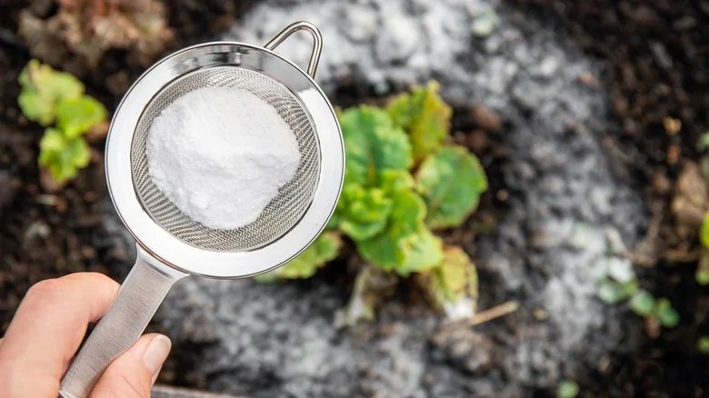 Common Garden Plants That Can Benefit From A Little Bit Of Baking Soda