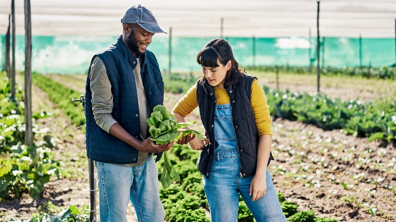 Common Gardening Mistakes That Are Hindering Your Spinach Harvest