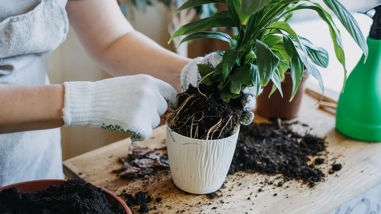 Common Household Items You Can Turn Into Beautiful Planters
