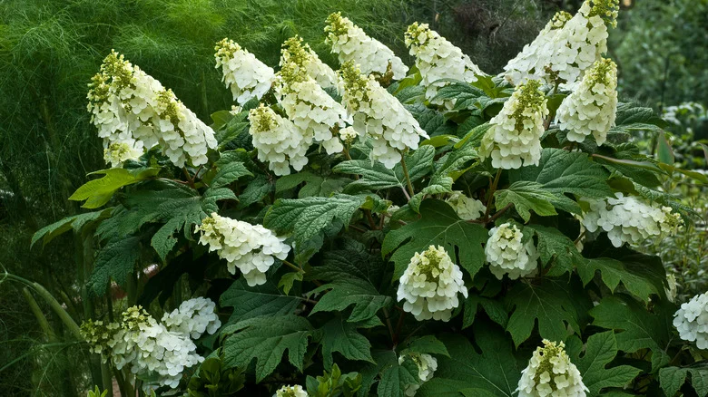 Common Hydrangea Issues To Know About Before Growing Them In Your Garden